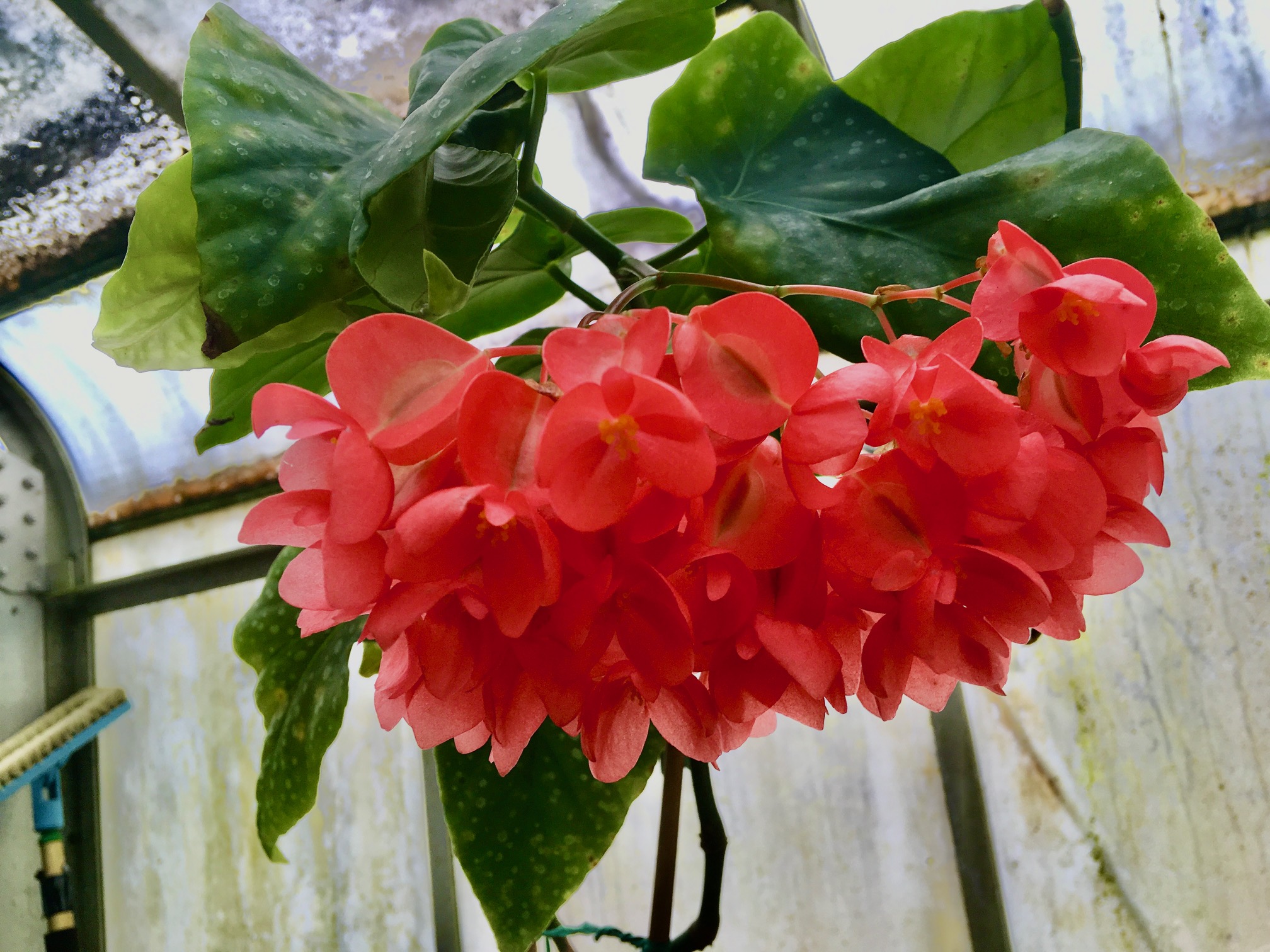 B. ‘Ms. Marmalade’